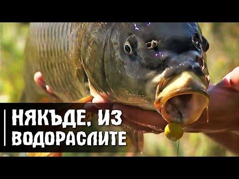 Видео: За ШАРАНИ във ВОДОРАСЛИТЕ / Как да ги надхитрим  с нови монтажи и примамки?