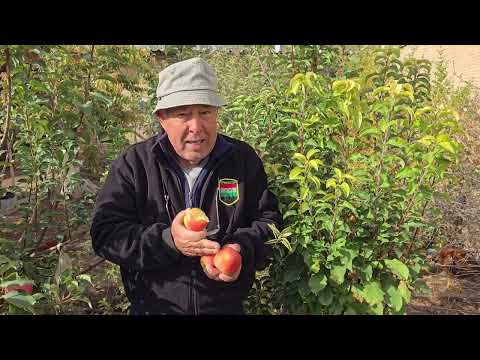 Видео: +992988305999 ватсап.НИҳоли себм навъи Пинк леди рози глоу.