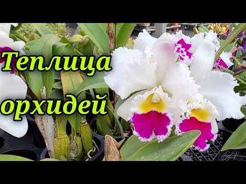 Видео: Теплица.