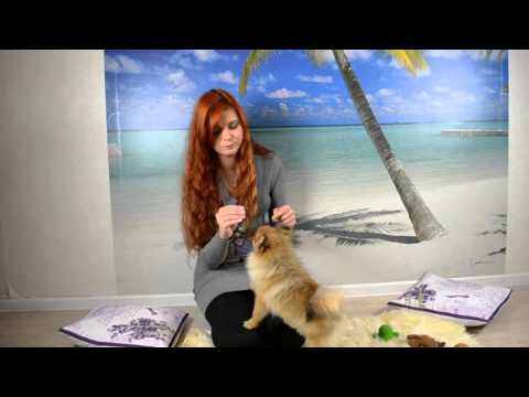 Видео: Как начать дрессировку щенка