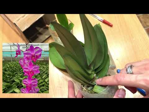 Видео: 🟢ОБЗОР РАСПАКОВКА новой посылки с орхидеями от Пассифлоры #распаковка #passiflora #орхидеиотпассифло