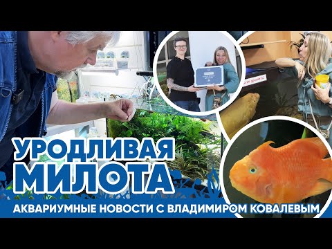 Видео: Новости аквариумного магазина с Владимиром Ковалевым (6.06.24). Уродливая милота!