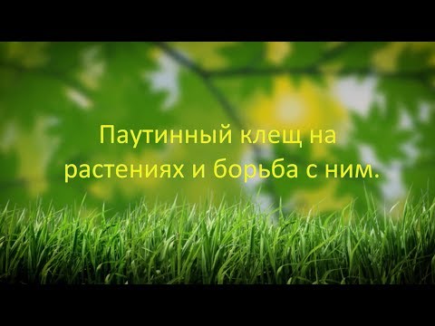 Видео: Паутинный клещ на растениях и борьба с ним