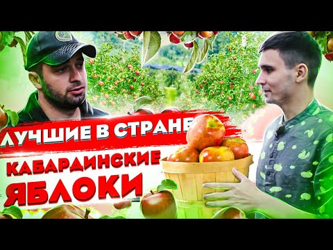 Видео: Самые Вкусные Яблоки - Кабардинские Яблоки!