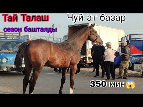 Видео: 17-Август ПОЛЬША ТАЙ ТАЛАШТАН 350.МИН БОЛДУ😱 СЕЗОН БАШТАЛДЫ ЧУЙ АТ БАЗАРДА