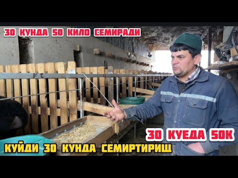 Видео: КУЙ БОКИШ БИЗНЕСИ 30 КУНДА КУЙ 50 КИЛО СЕМИРАДИ НОЛЬ ДАН ШУ ДАРАЖАГА КЕЛИШНИ УЗИ БУМАЙДИ ШОК 2022 2ф