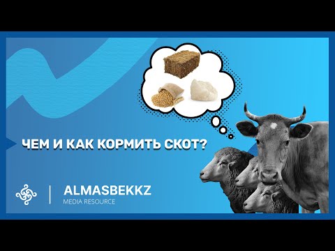 Видео: Чем и как кормить скот?