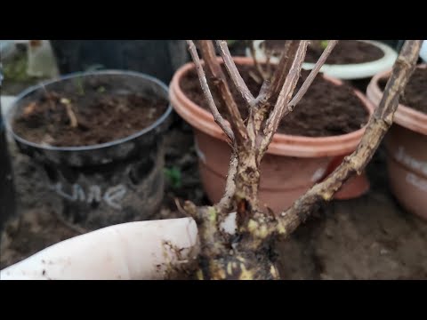 Видео: Что я делаю с метельчатой гортензией с открытой корневой системой 🌿🌿Обрезать ли такую гортензию?