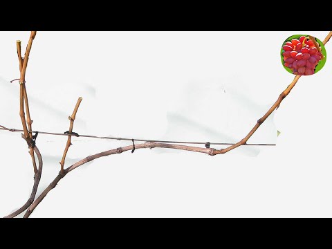 Видео: @ОБРЕЗКА винограда. Задачи, виды формировок, веер. Вып 24