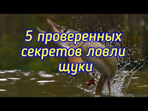 Видео: 5 ПРОВЕРЕННЫХ СЕКРЕТОВ ЛОВЛИ ЩУКИ! #рыбалка #щука #ловлящуки
