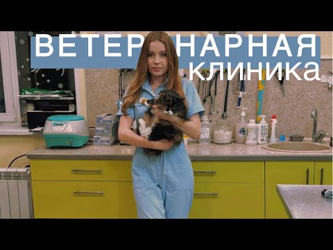 Видео: АСМР ВЕТЕРИНАРНАЯ КЛИНИКА 🐈 | Veterinary clinic ASMR 🐱