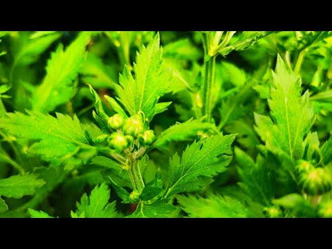 Видео: Хризантема 2024 год . Продолжаем эксперимент.