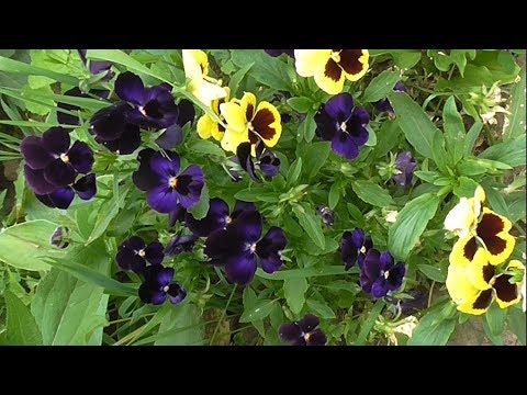 Видео: Июль-лучшее время для посева и размножения виолы.