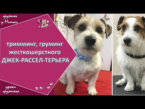 Видео: Тримминг, груминг жесткошерстного джек-рассел-терьера. Видео #1. Зоосалон у Мишки. Уроки груминга.