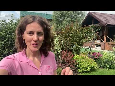 Видео: МИКСБОРДЕР, который закрывает огород от посторонних глаз. Все ли получилось?