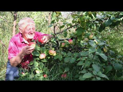 Видео: Советы садоводам от Распопова. Часть 2. Сорта для здоровья и климата.