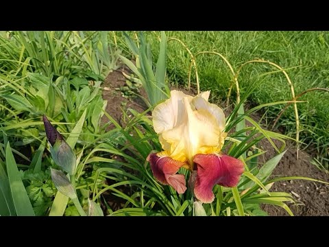 Видео: Первые деньки лета.