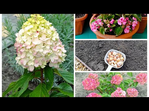 Видео: Мои гортензии 🌸 Занесла пеларгонию и бегонию🌺 Посадила чеснок🧄Стеллаж для рассады 🌿