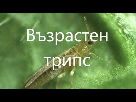 Видео: Опасни вредители по зеленчуците.Част 2  ТРИПС / Какви са препаратите, за неговото унищожение.