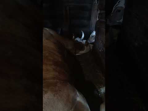 Видео: Телячьи нежности)))