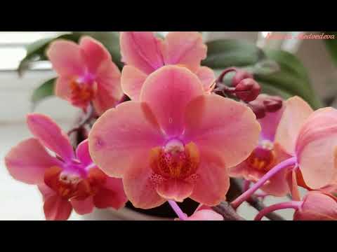 Видео: Vdnps Orange Sorbet  Вандопсис Оранж Сорбет. Путь подростка к цветению в домашних условиях + уход!