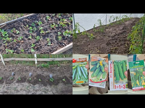 Видео: Занимаюсь клумбами | Раздербанила грядку | Сею бахчевые | 19 неделя 2025 года
