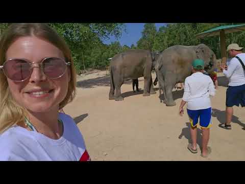 Видео: Дом слонов на озере Пхукета     🐘Elephant Wildlife Sanctuary