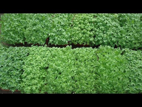 Видео: КАК ВЫРАСТИТЬ В ТЕПЛИЦЕ КАЧЕСТВЕННУЮ РАССАДУ ТОМАТОВ ДЛЯ ПРОДАЖИ. Ольга Чернова.