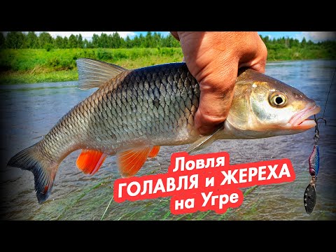 Видео: Ловля ГОЛАВЛЯ и ЖЕРЕХА на Угре. Рыбалка на спиннинг.