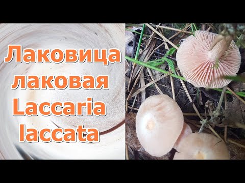 Видео: Лаковица лаковая Laccaria laccata Часть 1 Описание Токсичность Видео определитель