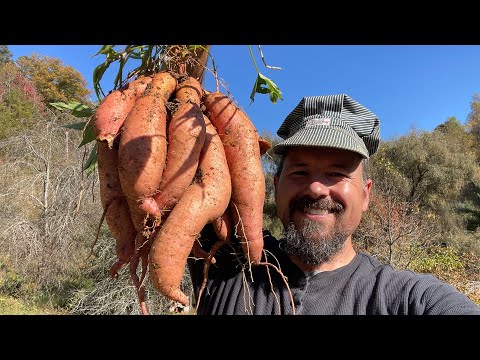 Видео: ЧТОБЫ КОРЕНЬ ПОЯВИЛСЯ, НУЖЕН КОРЕНЬ // Высадка батата в грунт // FFF#64 #сладкийкартофель