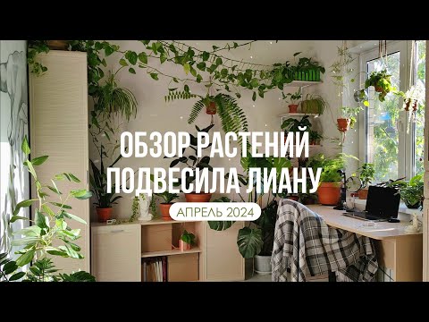 Видео: ЦВЕТОЧНЫЙ ВЛОГ: обзор коллекции растений, подвесила лиану под потолок