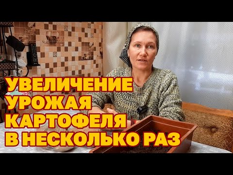 Видео: ТАКИМ СПОСОБОМ ЕЩЕ КАРТОФЕЛЬ ВЫ НЕ САЖАЛИ МНОГО РАССАДЫ ИЗ ЧЕТЫРЕХ КЛУБНЕЙ@obovsemsmarusya