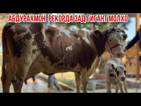 Видео: Сементал Эстон оригиналаш аз Абдураҳмон полвон 13 ноября 2025 г.