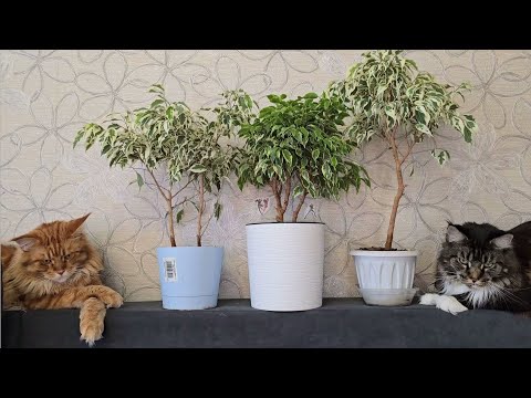 Видео: ФИКУС ЛЮБИТ эти 5 вещей! ЖАЛЕЮ, что РАНЬШЕ об этом не знала! Растет, как на дрожжах