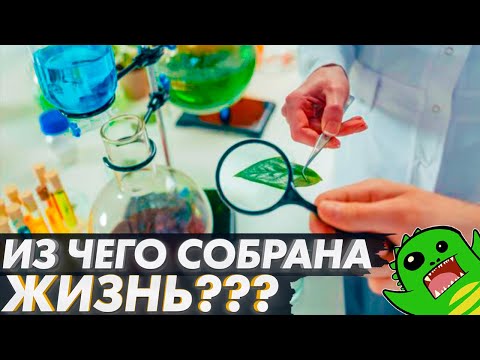 Видео: ИЗ ЧЕГО СОБРАНА ЖИЗНЬ? Жиры, углеводы, ДНК и РНК. | [Немного БИОХИМИИ]