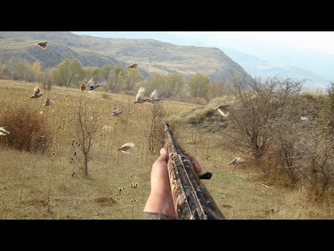 Видео: Muhteşem Keklik Avı 4 K Video Kalitesi #shortvideo #reels #patridge #keklikavı صيد الحجل охота на