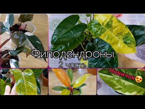 Видео: 2 часть🌱ФИЛОДЕНДРОНЫ🌹Новичок🌱Обзор🌹Пересадка🌱Грунт🌹Розовая Принцесса🌱Принц Оранж🌱Бурле Макс🌱Медуза