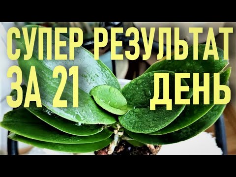 Видео: СУПЕР РЕЗУЛЬТАТ ЗА ТРИ НЕДЕЛИ! ПОЧЕМУ У ОРХИДЕИ ЛОПАЮТСЯ ЛИСТЬЯ ПОСЕРЕДИНЕ/ПО ЦЕНТРАЛЬНОЙ ЖИЛКЕ?