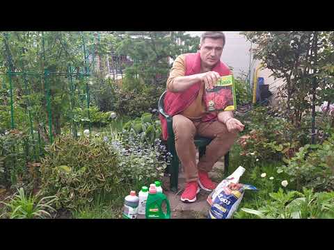 Видео: Весенне-летняя подкормка роз. Удобрения для роз.