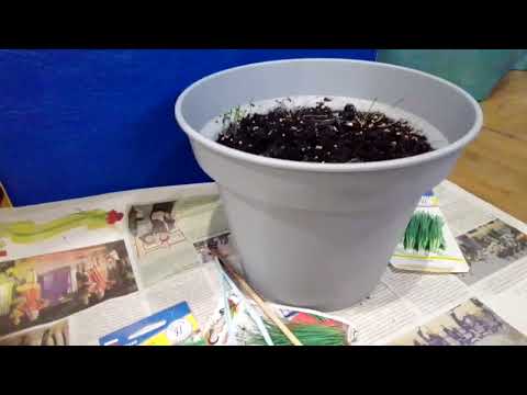 Видео: Хурма (1 часть)