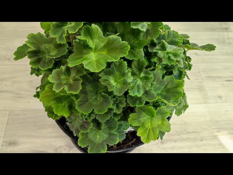 Видео: Мало кто знает что герань осенью подкармливают только так!