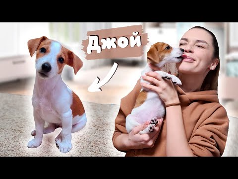 Видео: Знакомьтесь, Джой! || Как Воспитывать Щенка? #1