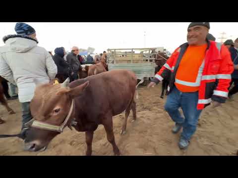 Видео: БОКИЛАДИГАН ЁШ НОВВОСЛАР 8-ОКТЯБР БОҒОТ МОЛ БОЗОРИ ЭРТАЛАБГИ САВДОЛАР !!! ХОРАЗМ БОЗОР 