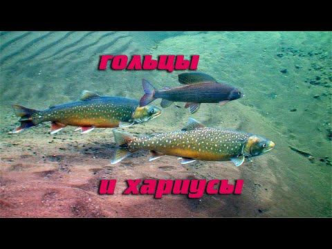 Видео: Как растут, размножаются гольцы и хариусы.