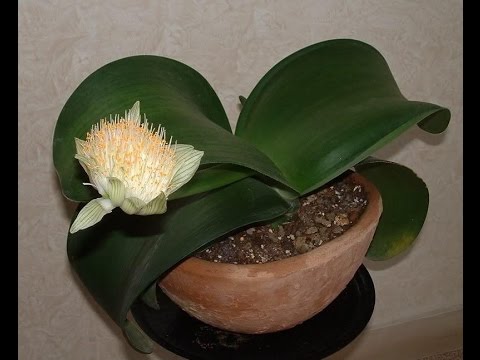 Видео: Пересадка Гемантус белоцветковый.