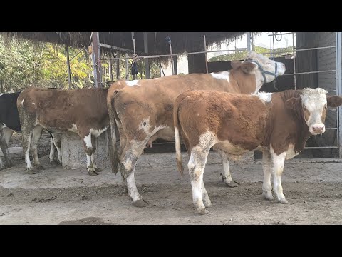 Видео: ГОВИ ФУРУШИИ  СЕМЕНТАЛ   БУКАЧАДОР НОМЕР 934882211  ТОЗА 30 ОКТЯБРЯ 2025