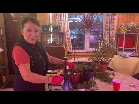 Видео: ФУКСИЯ: черенкование, обрезка и хранение зимой!