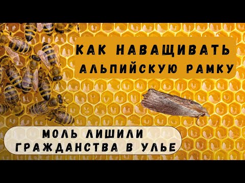 Видео: Альпийский улей - правильное наващивание рамки