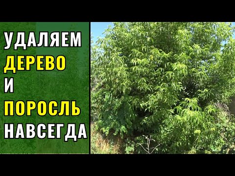 Видео: Как удалить дерево и поросль - НАВСЕГДА!!!